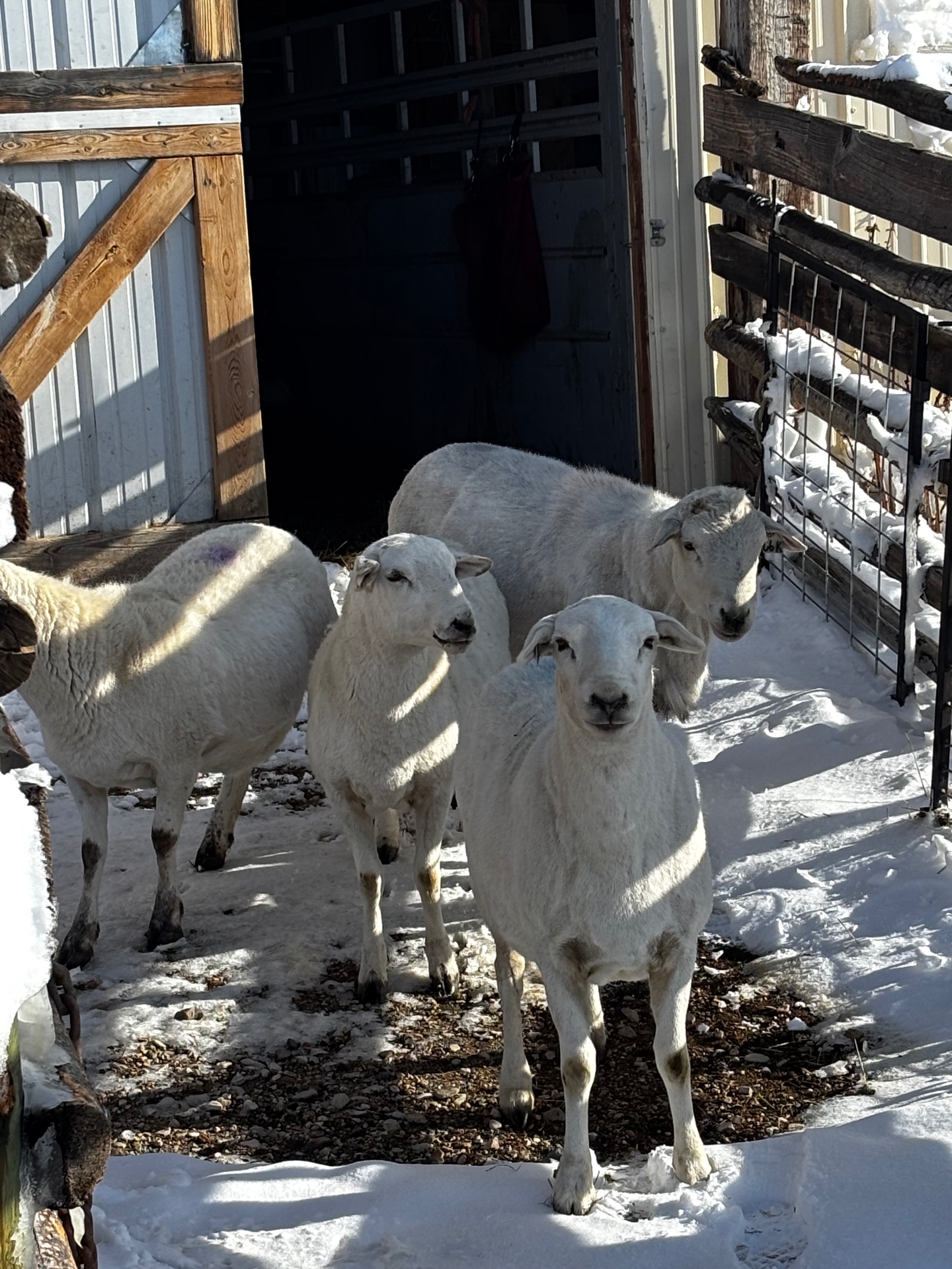 Ewes coming out of the barn on a winter morning