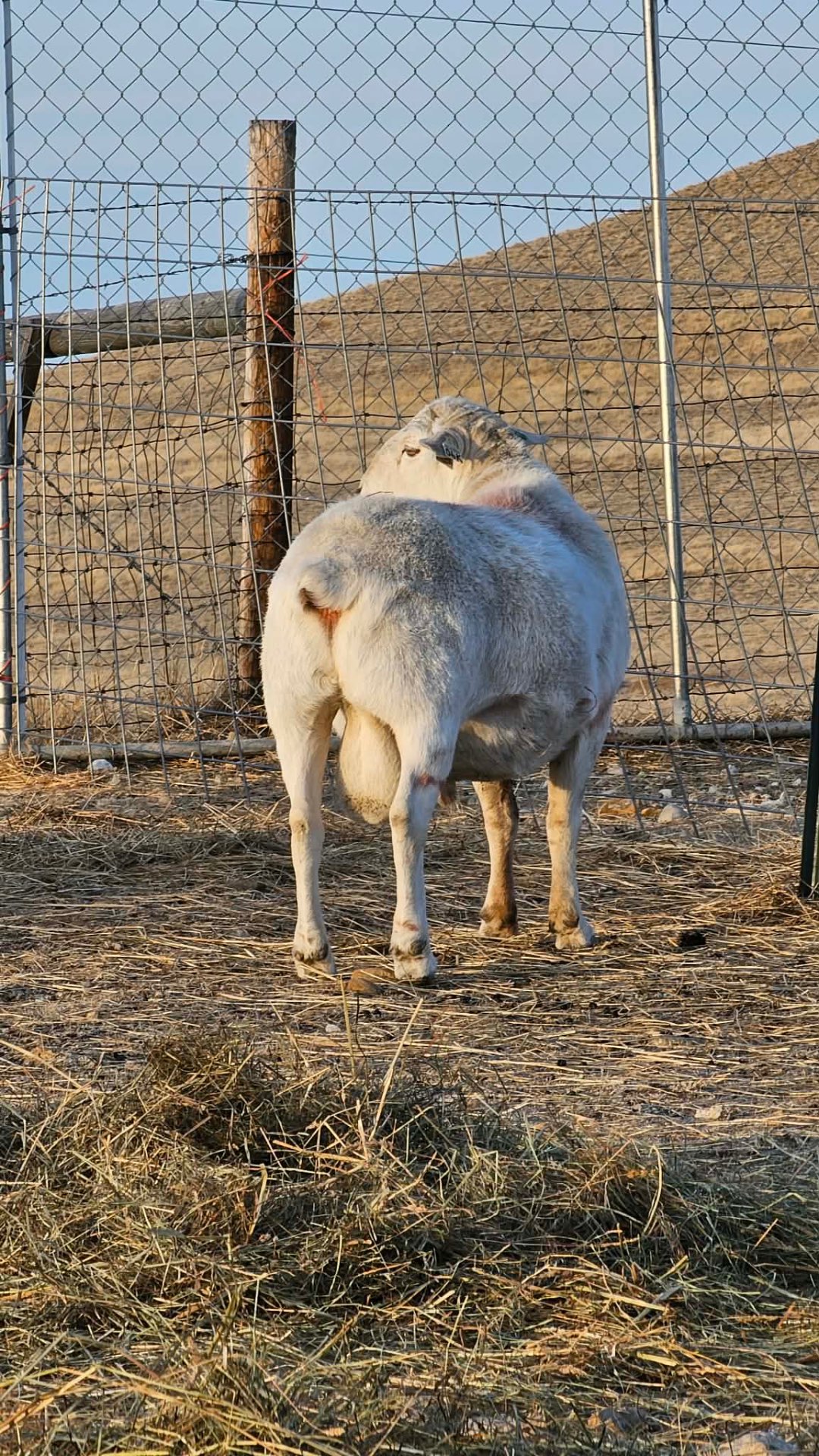 Deep-bodied Australian White ram from the rear
