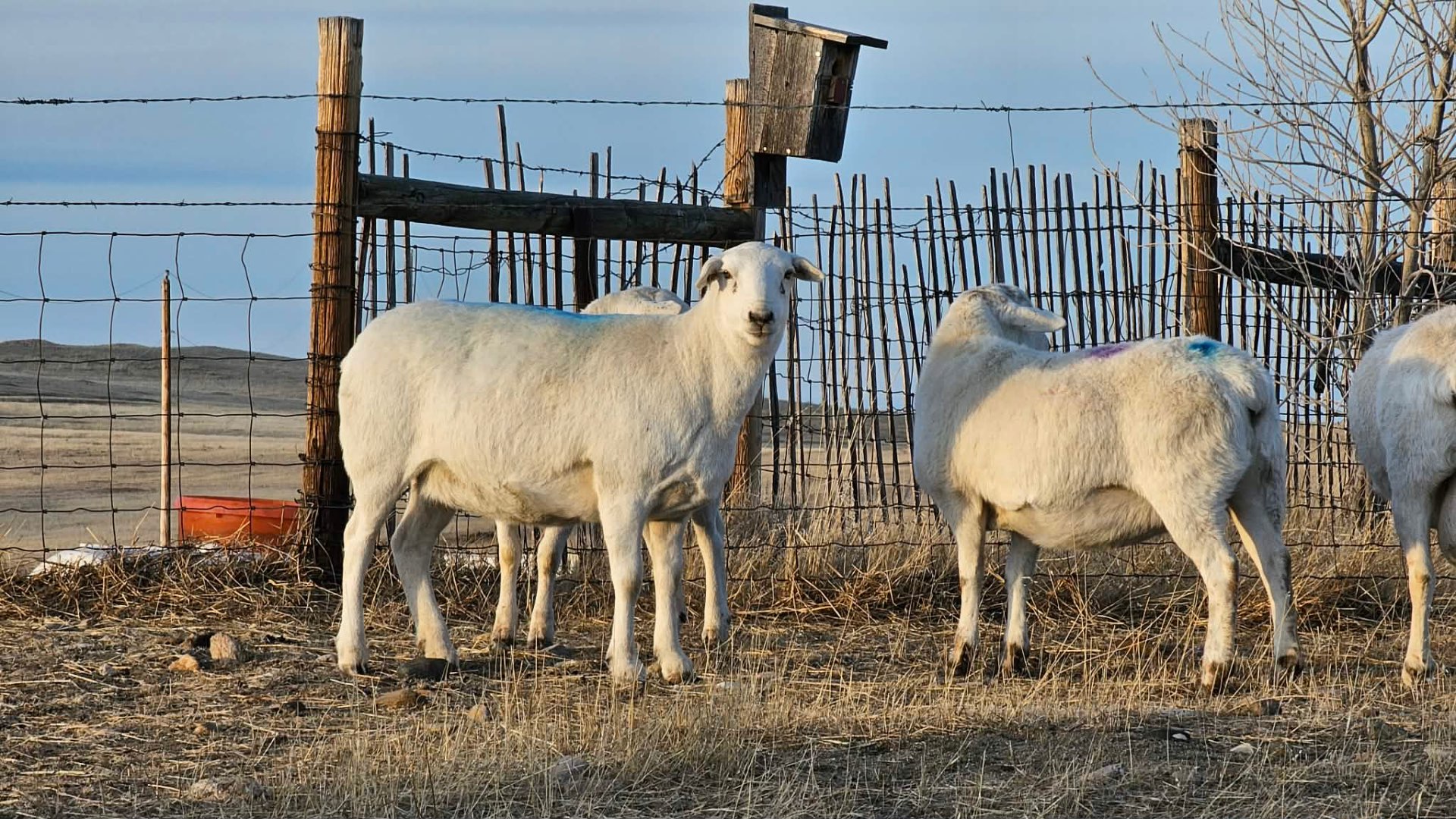 Australian White ewes at the corrals