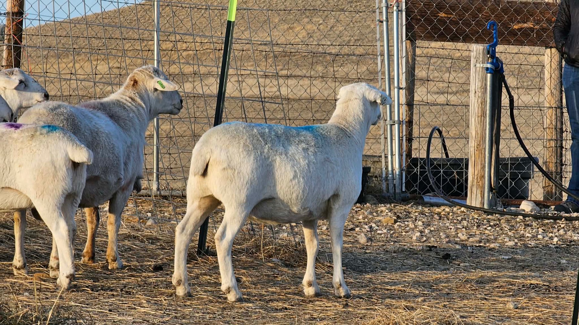 Australian White ewes in profile — clean shedding coats