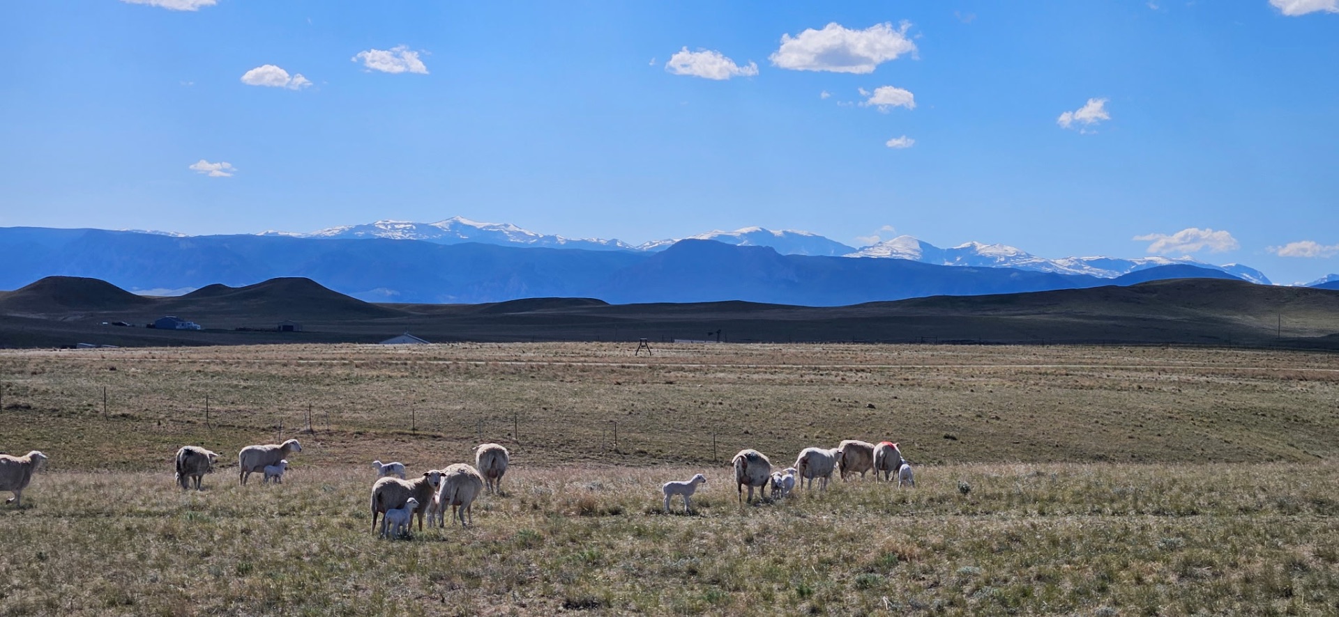 Flock grazing with the Bighorn Mountains behind