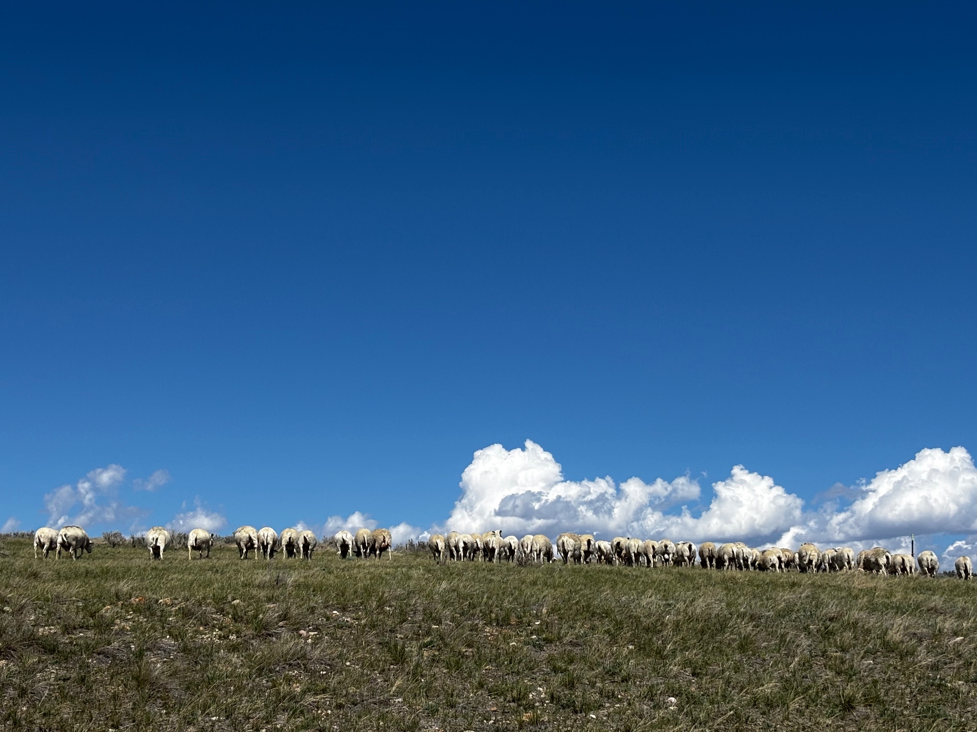 Flock on a ridge under a wide Wyoming sky