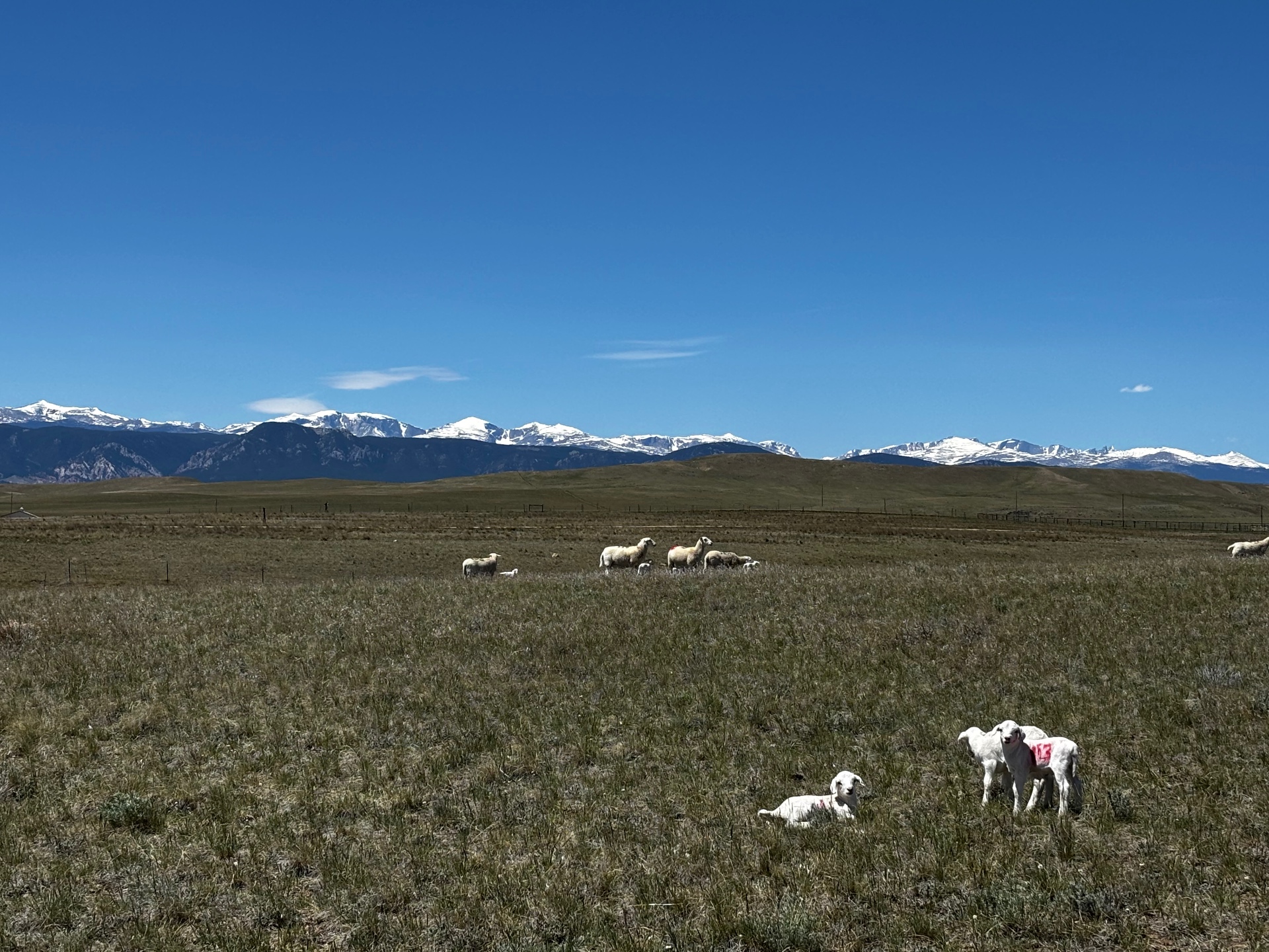 Australian White ewes and lambs on pasture