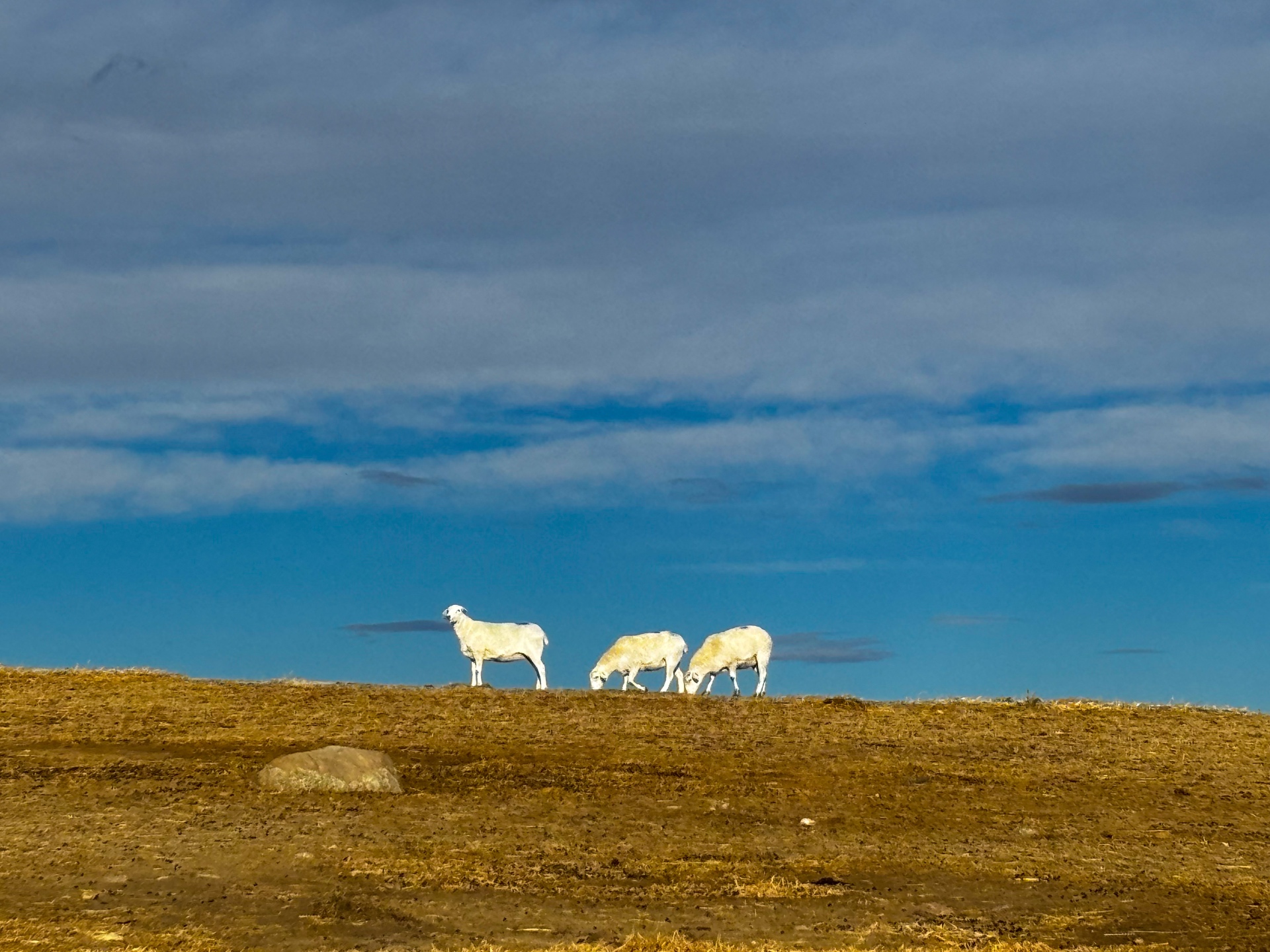 Three ewes on a ridgeline against blue sky